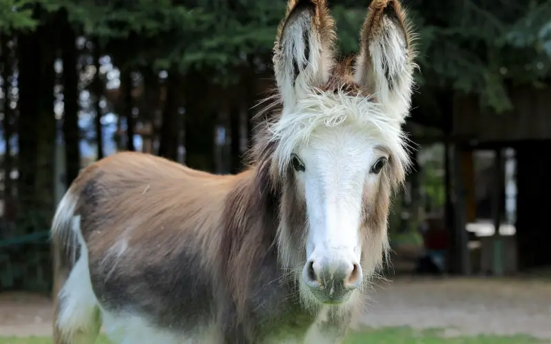 【一号法庭】因为长得漂亮，她被同居男友屡屡“家暴”