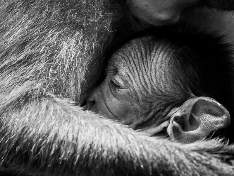 调解挽回婚姻夫妻感情婆媳关系咨询导师崔永福说“离婚率高，还与男人与女人大脑的左右脑功能的强弱有关系！”