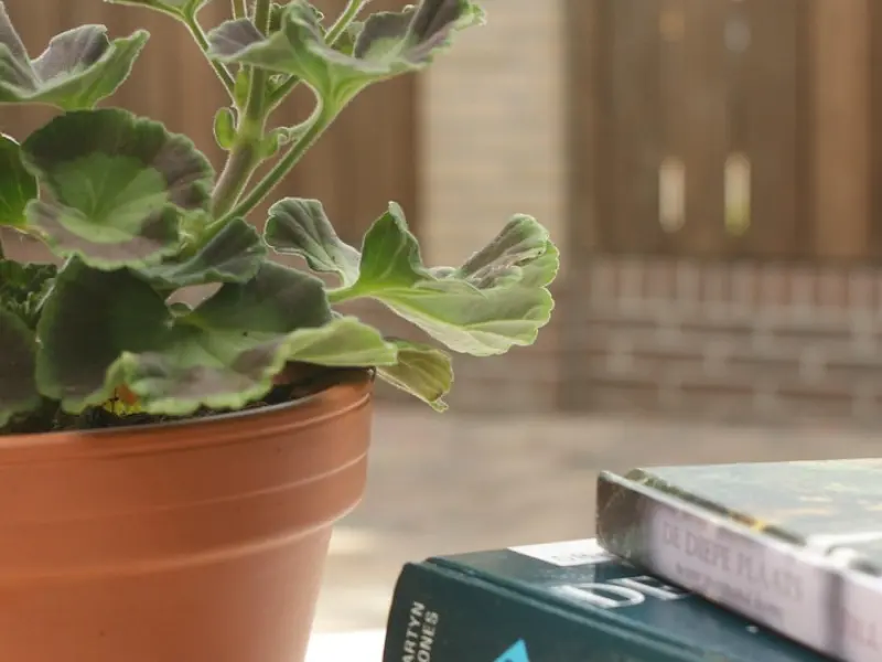 大白分手治愈文9|只要对方能回来，我愿意低三下四