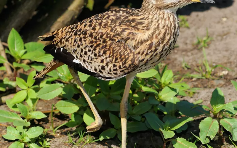 死在嘴上，病在腿上， 看一遍年轻十岁