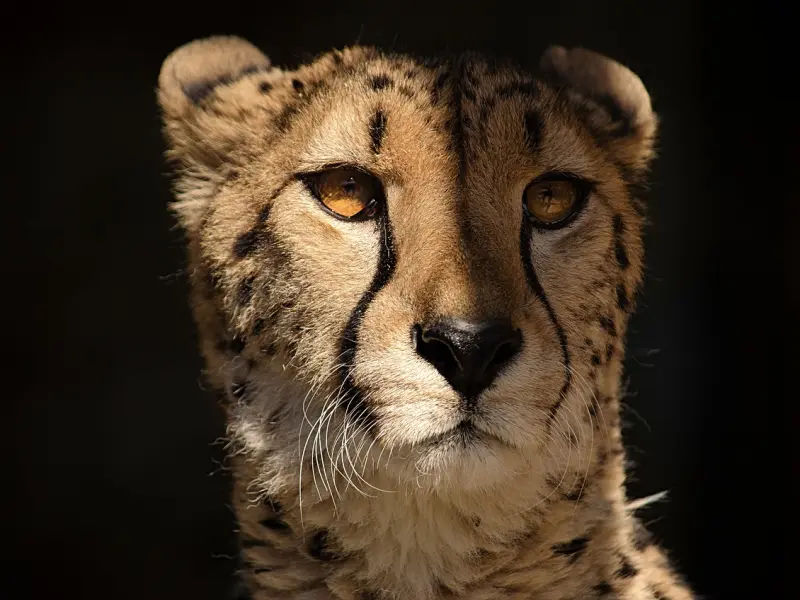 做好这3件事，让绝情的前任快速转变态度，复合的概率大增