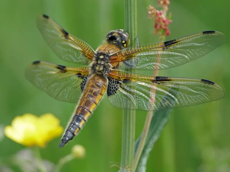做到这四点，让他主动挽回你！