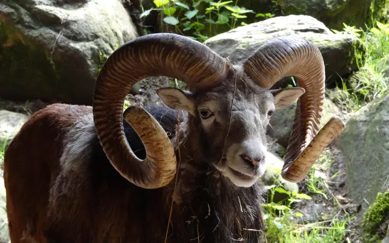 十二星座在挽回中的雷区，你了解么？（白羊座  狮子座  射手座）