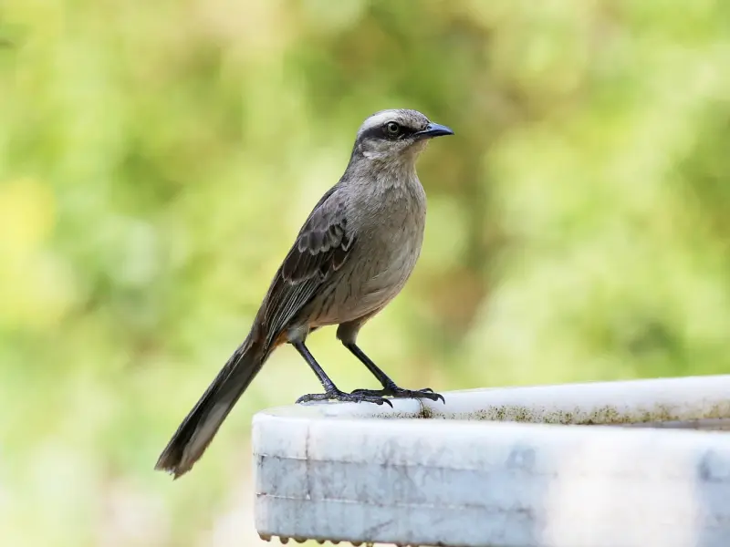 你了解男人在爱情里的想法吗？挽回前任攻略