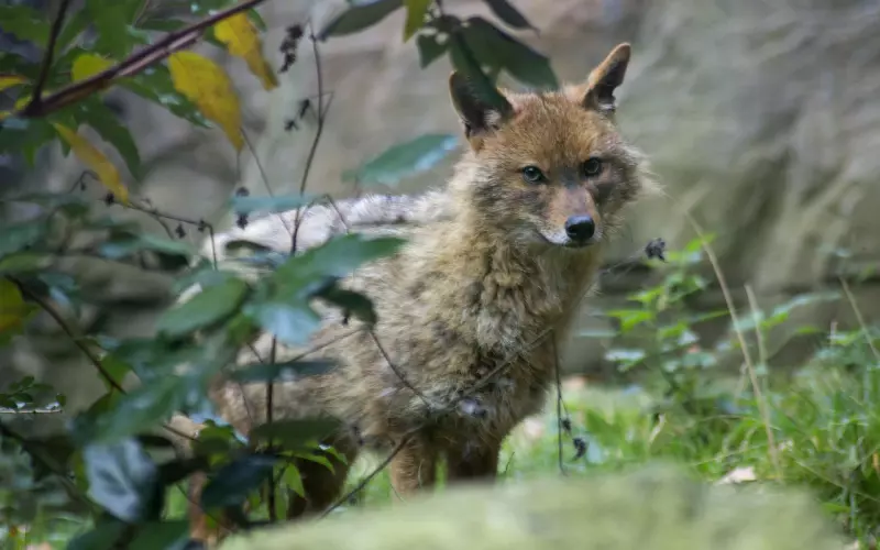 长跑爱情无疾而终？情感导师教你如何挽回男友