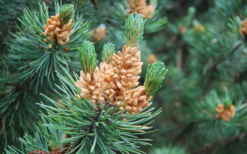 狗粮来袭，单身勿点，知否知否这些经典语录简直甜腻了！