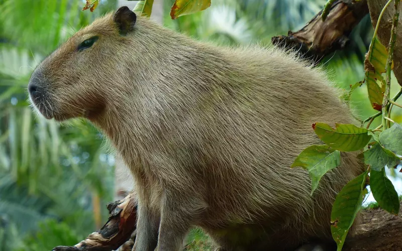 不怕神一样的对手，就怕猪一样的队友——交错朋友很可怕