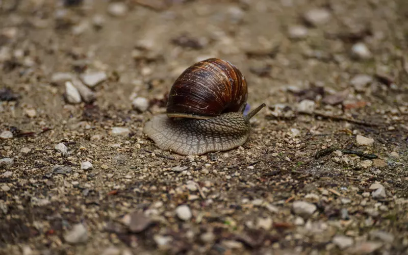 不要以佛牌的形状来判断种类