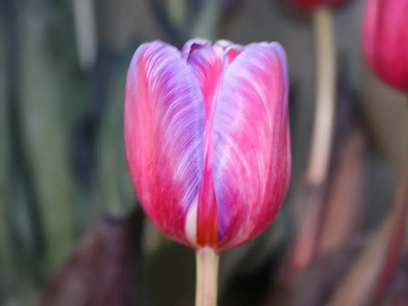 你不要假假对我好，又真真不要我！我会很傻的相信你！