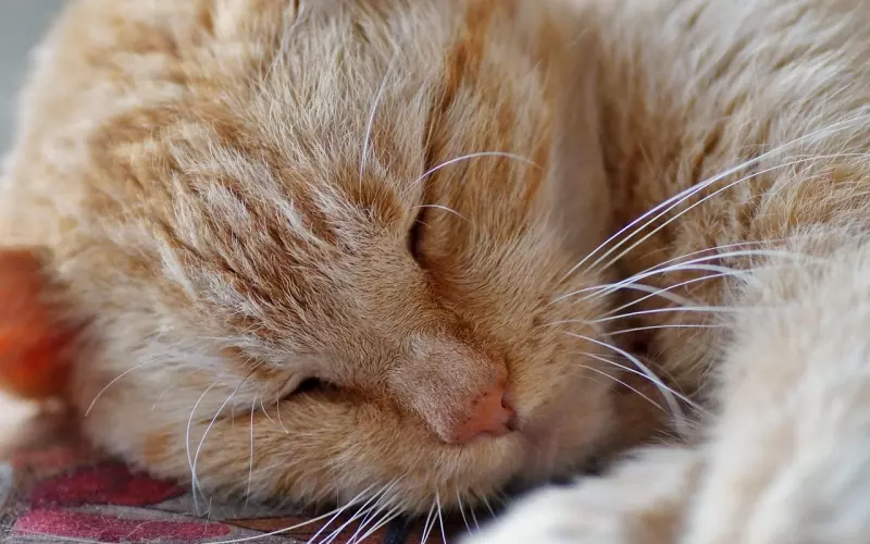 不要在最好的位置上睡觉