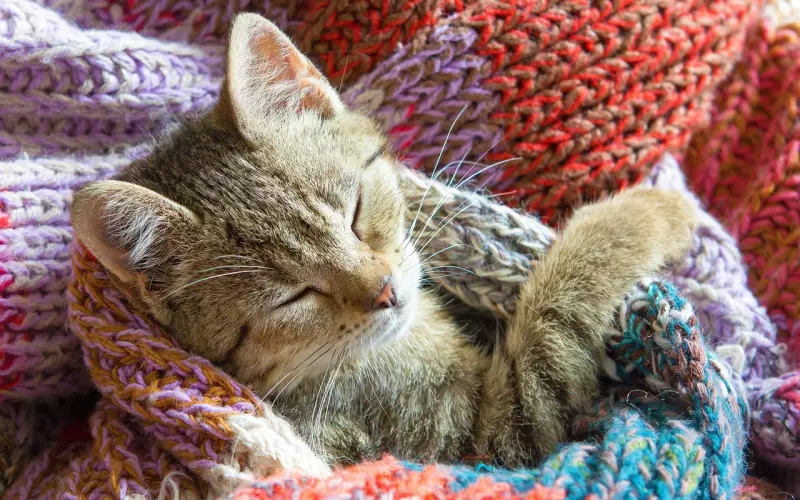 周公解梦：女人！尤其是孕妇，梦到猫咪的时候梦是在提醒你注意