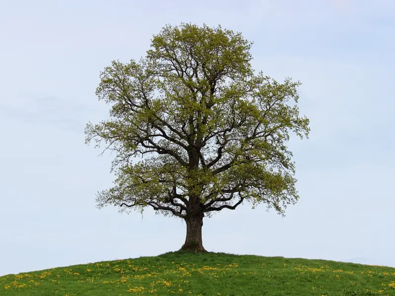 周公解梦：梦到这四个场景，是吉兆，大吉大利，顺心如意！