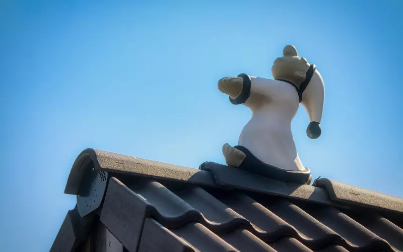 周公解梦：梦到这种动物？2018最后的俩月，你的富贵生活到了