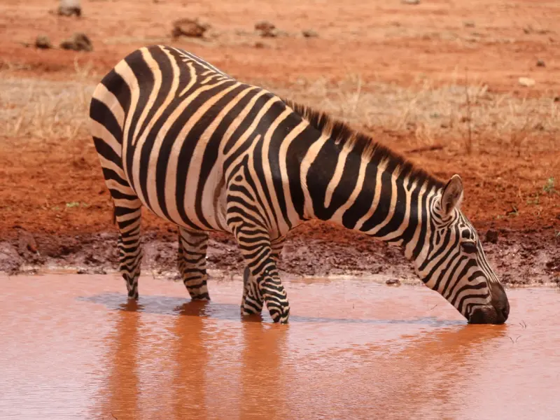 周公解梦：梦到没赶上火车是什么意思？这3种梦境在对你说什么？