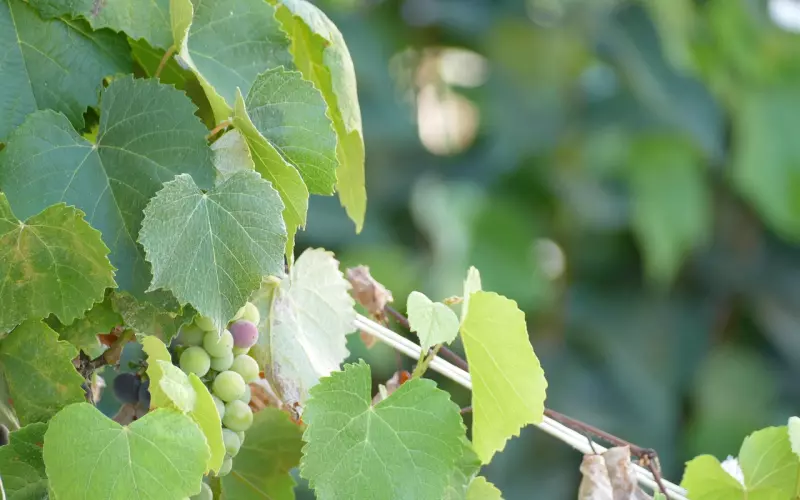 周公解梦：老人孩子或者生意人梦到猫？它出现是为了提醒你什么