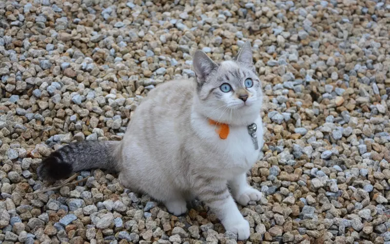 周公解梦：要是梦见了这4件事，那么恭喜了，接下来财源滚滚啊