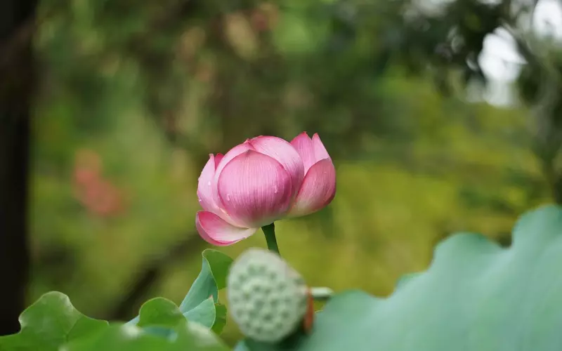 初夏：分手冷战，这三招让她主动求复合