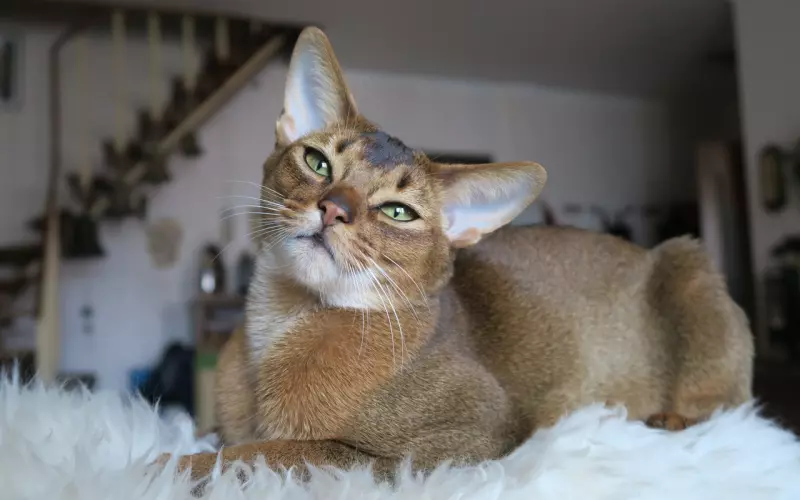 初夏：高情商挽回狠招，前女友比之前更爱我！