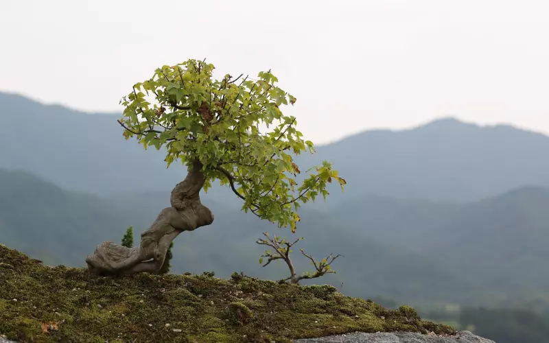 分手求复合的有效方法与技巧