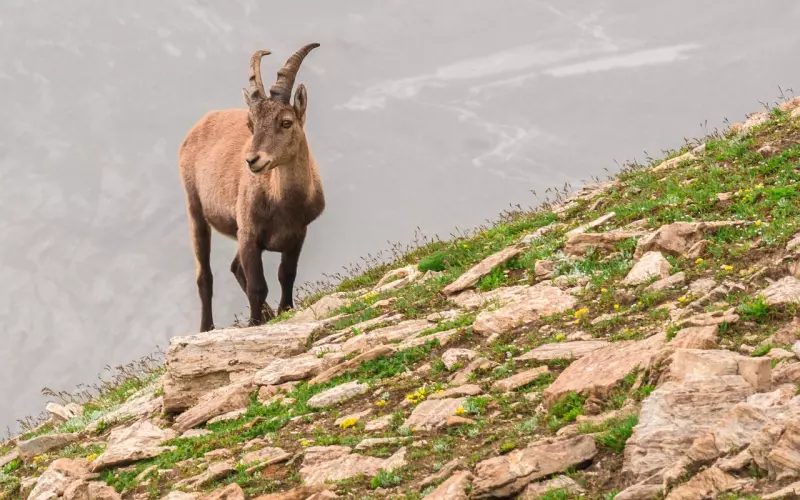 摩羯座男友主动挽回感情的有效方法