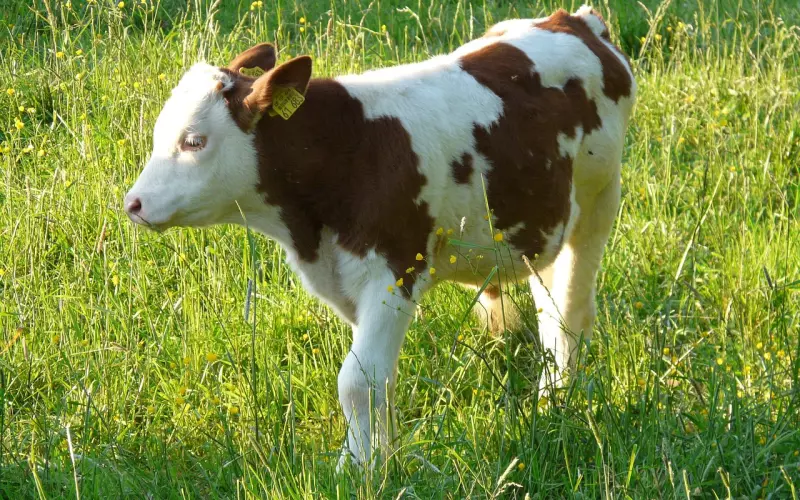 高效挽回金牛座绝招：金牛男说分手还可以挽回吗？