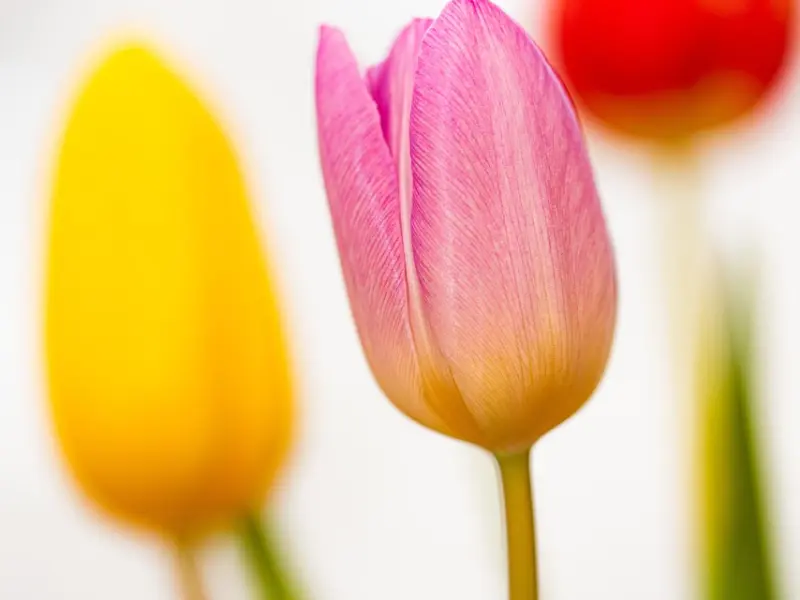 情感测试 | 帮你找出你未来的结婚对象