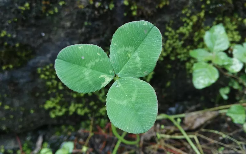 情感咨询：老公性格倔强和前任纠缠不清，我要怎么挽回