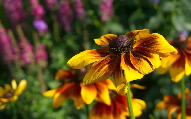 情感咨询：老公有红颜知己肿么破？