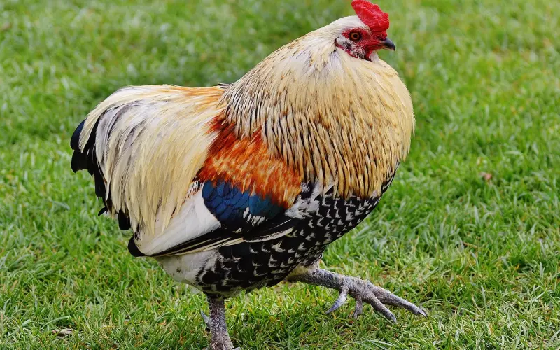 情感咨询公司挽回爱情急救手册（陆）