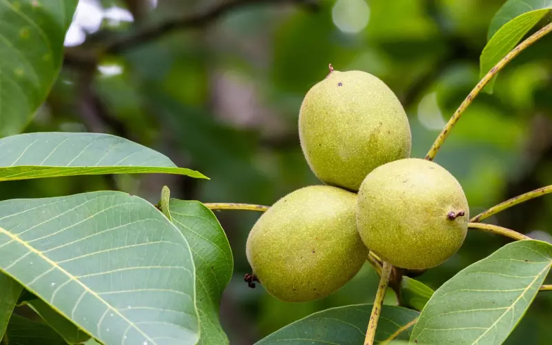 情感咨询：未婚妈妈生下三胞胎 遭遇对方出轨被抛弃