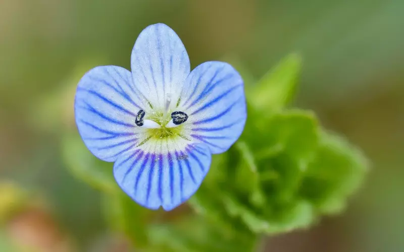 情感咨询案例：婚后生了女儿婆婆对我不好，老公偏袒婆婆要离婚