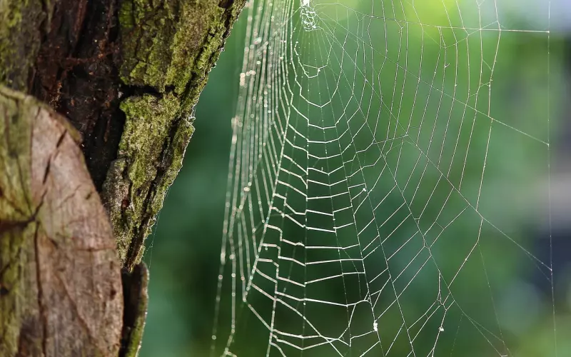 情感咨询案例：母亲网恋喜欢上别人，我该怎么办呢？