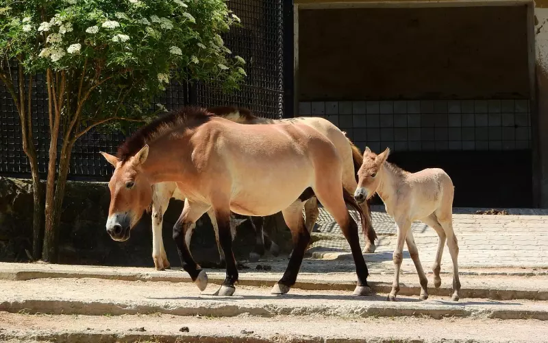 情感咨询案例：婆婆到底该不该帮儿媳带孩子？