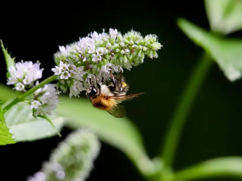 情感咨询：破解婚姻炸弹