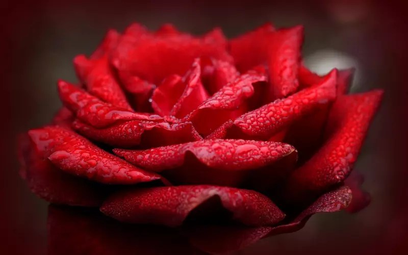 情感咨询：挽回爱情需要压抑自己的情绪吗？