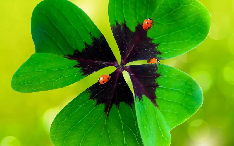 情感咨询：四个小细节判断男人是否值得嫁