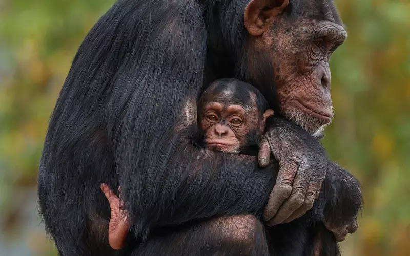 情感咨询：如何重新建立信任？