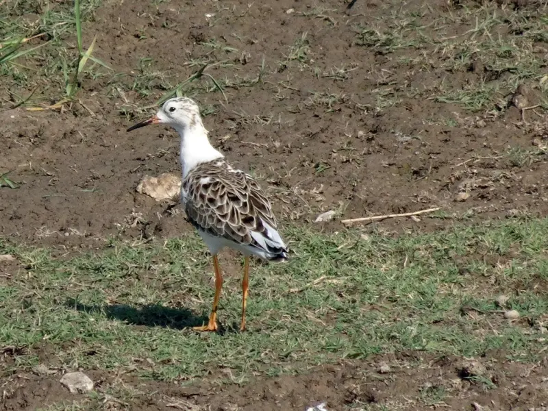 情感咨询：价值观差异大，夫妻关系如何相处？