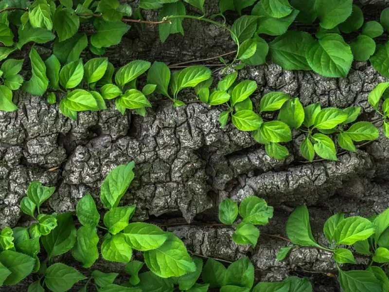 情感咨询：如何挽回已有新欢男友?