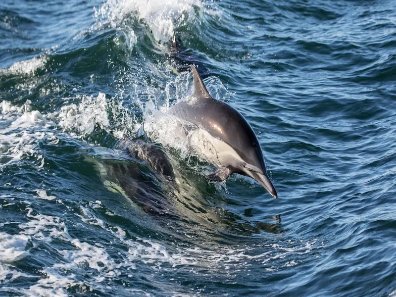 情感咨询：怎么挽回女友