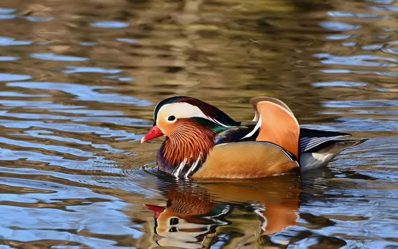 情感咨询：不是独生女而被男友父母棒打鸳鸯该如何挽回