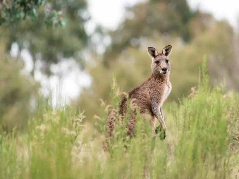 情感咨询：巨蟹座男生怎样挽回女生？