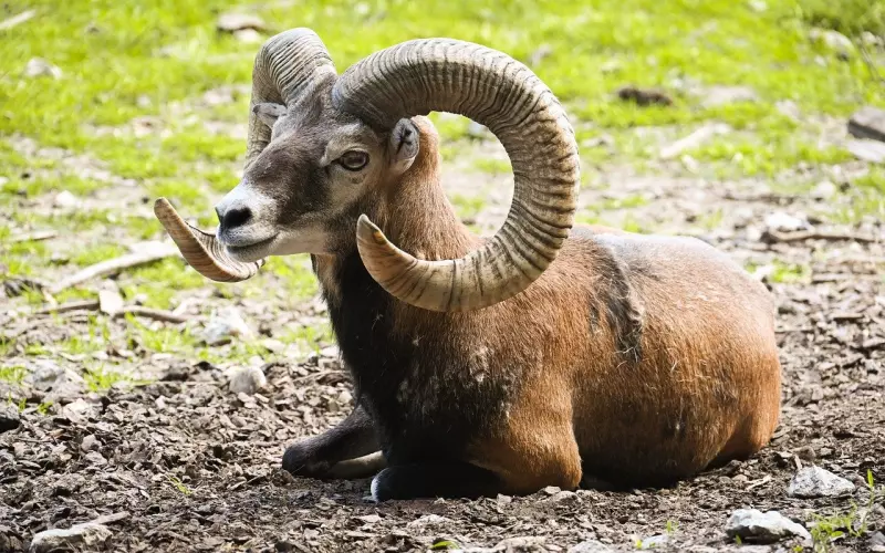 情感咨询：怎样挽回白羊座男朋友