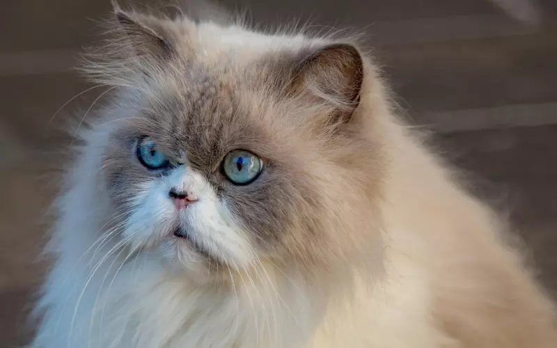 情感咨询：如何把短择转变为长择？