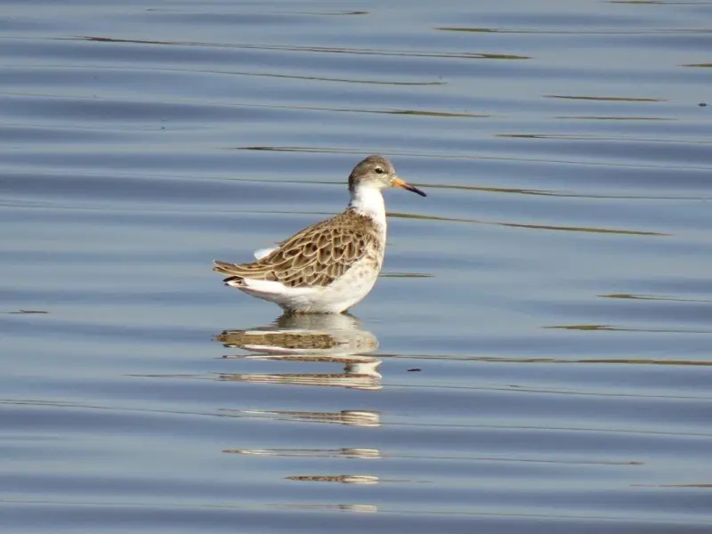 情感咨询：分手后和前男友复联的方法