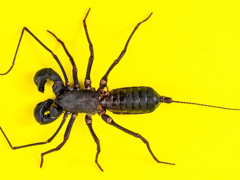 情感咨询：分手后怎么挽回天蝎座男友