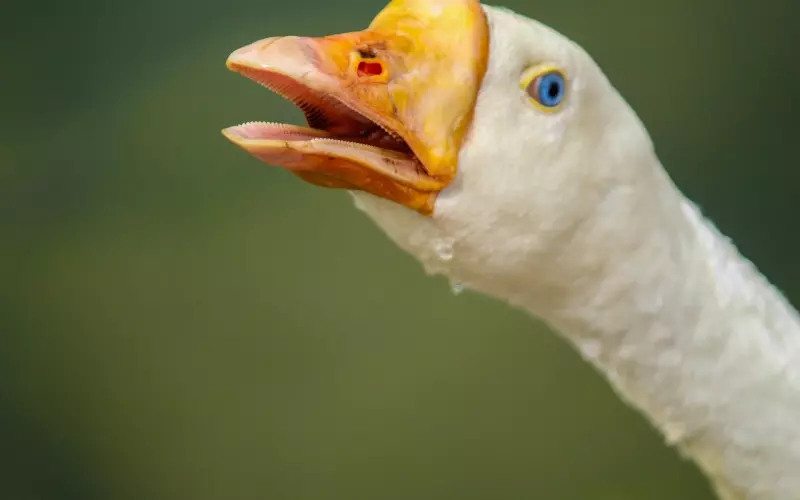 情感咨询：因缺乏安全感而分手，如何挽回男友