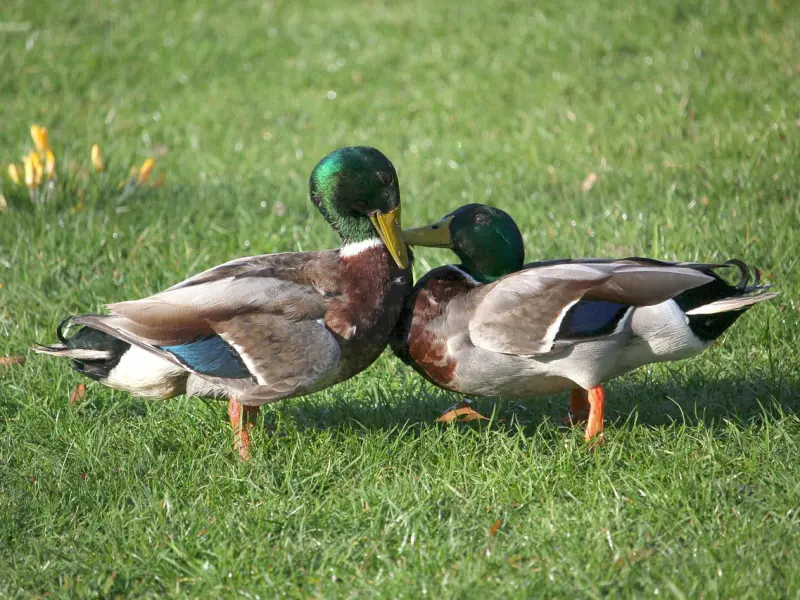 情感咨询：如何避免在婚姻中经常吵架