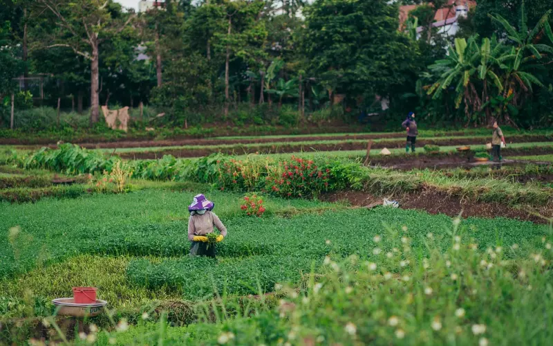 情感咨询：如何挽回农村爱情？