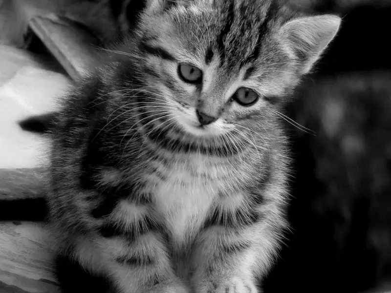 情感咨询：因为小事和男友吵架，我该如何挽回男友？